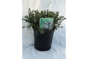 COUNTRY CLIMBERS & GARDEN FAVOURITES Thyme Orange herb Plant Aromatic Ground Cover Excellent for Bees 9cm Pot