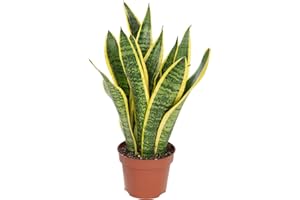 FLOWERBOX Sansevière - plante d'intérieur facile d'entretien, Sansevieria trifasciata Laurentii - hauteur env. 35 cm, pot-Ø 12 cm