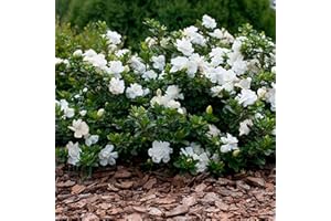 GardenersDream Gardenia Jasminoides 'Crown Jewel' Cape Jasmine - Dwarf Hardy Evergreen Shrub in 9cm Pot - Summer Flowering Outdoor Plant for Gardens, Patios, and Borders (15-25 cm)