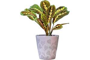 HAPPY PLANTING UK Maranta Fascinator Tricolour Prayer Plant, Potted Houseplant, The Perfect House Plant Delivered Next Day Ideal for Home or Office (20-30cm Approx.)