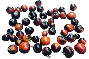 Tomate Indigo Rose 10 Semillas By Samenchilishop