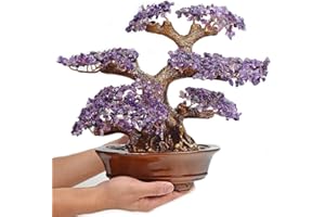 SEKDAQ Albero Di Cristallo Di Ametista,Albero Della Vita Bonsai Arredamento For Casa E Ufficio,Albero Dei Soldi Bonsai Feng Shui For Energia Positiva E Ricchezza,1251 Conte Di Ametista,34cmx17cmx38cm