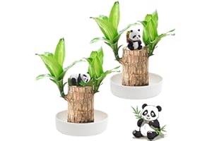 BEINUP 2 Stück Brasilianische Glücksholzpflanze, Brazilian Wood Lucky Wood, Brasilien Glücksholz Pflanze Set mit Topf und 2 Panda-Ornamenten, Hydrokultur-Topfpflanzenstumpf, Schreibtisch-Ornament