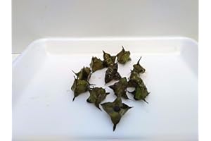 TUBIS-DE AQUA 10 Stück winterhart Nuss Wassernuss Trapa natans Schwimm und Teichpflanzen