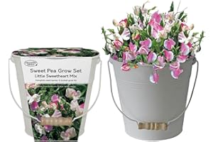 Pronto Seeds Sweet Pea Little Sweetheart Mixed Flower Seeds Growing Kit with Cream Bucket Planter - Gardening Set, Compact White-Pink Blooms for Windows & Gardens (Sweet Pea - Cream Bucket Planter)
