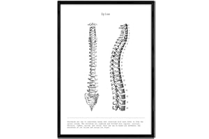 Nacnic Stampa artistica Moderna di anatomia in Bianco e Nero con immagini del Corpo umano. Biologia con dettaglio Colonna vertebrale. Scienze. Medicina generale- Medico ospedali.