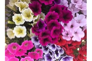 VIPARPLANT Petunia,Surfinia Pack 6 plantas 14 cm ø - Vipar Garden 11