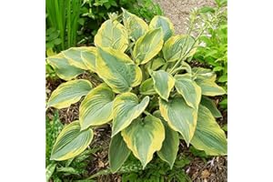 COOTO Hosta Planta decorativa natural Decoracion jardin exterior plantas 1x Rizoma Hosta Alvatine Taylor
