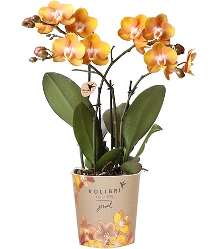 Kamerplanten combineren en stylen? Zo doe je dat - Plants & Flowers