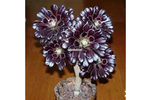 FASH LADY Portal Cool Schwarzes Aeonium Zwartkop & # 039; : Sukkulente Aeonium 'Zwartkop' Samen Bonsai Blumensamen Garten B98B