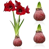 Amaryllis Bulbe Belladonna - 1 Pièce - Bulbes à Fleurs Grand Format 26