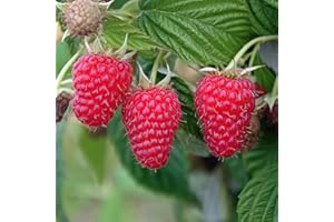 Raspberry Plants. 'Summer Lovers Patio Red'. 2L Plant. Compact fruiter Ideal for Patio pots. Available from Bedwen Plants