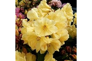 GARDENERSDREAM 1 X Rhododendron 'Golden Wonder' Evergreen Bushy Shrub Hardy Garden Plant in Pot