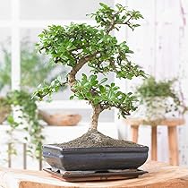Gardeners Dream Bonsai Chinesische Ulme Japanische S-Form Zimmerpflanze