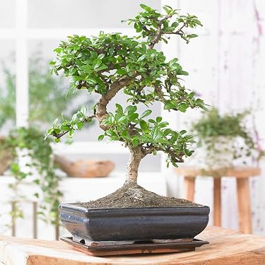 Mini-Pflanztopf Aus Zement – Handgefertigt, Für Sukkulenten, Bonsai, Deko, Klein