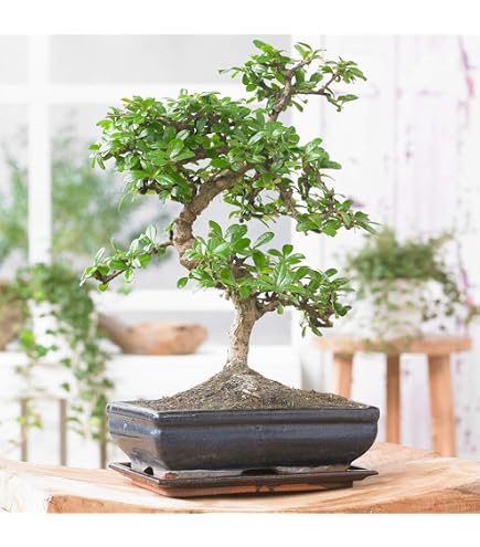 KENTIS - Steineichen-Bonsai - Quercus Ilex - Echter Eichen-Bonsai -  Widerstandsfhige dekorative echte Pflanzen fr den Auenbereich - H 25-35  cm Keramiktopf  21 cm : Amazon.de: Garten