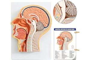 Evotech Scientific Human Relief Median Section Head Model, Head and Brain Model, Medical Head Brain Neck Median Section Study Model, Natural Size, Oral and Nasal, Larynx & Pharynx Model