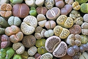 GROW YOUR SECRET GARDEN Lithops Mixed Seeds, Living Stones, Succulent