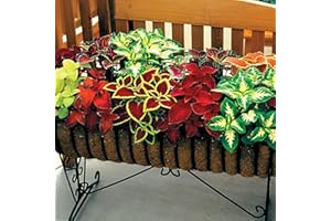 Saterkali Semi di Coleus, 200 Pz/borsa Semi di Coleus Perenne Produttivo Colore Misto Naturale Solenostemon Scutellarioides Semi per Cortile Semi di coleo