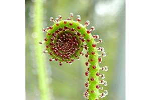 TOYHEART 50 x Premium Flower Seeds, Drosophyllum Lusitanicum Seeds, Dry Soil, Fantastic Green, Full of Vitality, Carnivorous Plant Seeds for Outdoor Use, Green