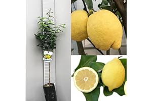 SAVINI VIVAI L'ARTE DI FARE NATURA SAVINI VIVAI Pianta di Limone Albero Agrumi Limone Internodato Siracusano in Fitocella Altezza 100-120 cm di 1 anno di Innesto Made Italy