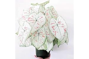 TOYHEART 100 Stück Premium Blumensamen, Caladium Vent Seeds Großes Blatt Mix Farbe Zier Rustikale Caladium Vent Seeds Für Zuhause 2