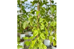 MONDOPIANTE Pianta Passiflora Edulis Da Frutto vaso 18cm