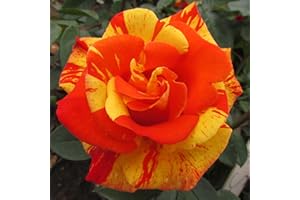 GORGEOUS GARDEN ROSES Dancing Sunset - 5.5lt Potted Climbing Garden Rose - Unusual Orange and Yellow Stripes, Repeat Flowering