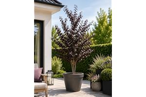 Blodplommon Prunus cerasifera "Pissardii" ca 200 cm – Rödlövigt prydnadsträd, dekorativ plommon med rosa blomma, vinterhård, bivänlig, solitärträd för trädgård, trädgård och entré