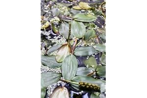 WASSERPFLANZEN WOLFF - Potamogeton natans - Schwimmendes Laichkraut - Qualitätsstauden 2er-Set in 9x9 cm Töpfen durchwurzelt - Rarität