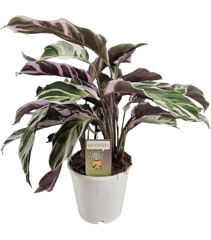 Bloomique - Calathea White Fusion - Korbmarante - Zimmerpflanzen -  Pflegeleicht - Luftreinigend - Hhe 40-50 cm - Topf 14 cm : Amazon.de:  Garten