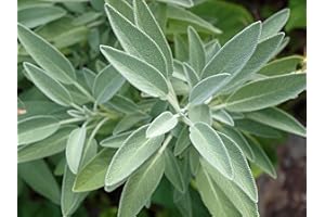 Just Seed Herb - Sage - Salvia officinalis (Blue) - 200 Seeds