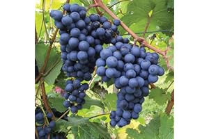 Garden Grape Fruit Vine Trees Grow Your Own Outdoor Plant Hardy Shrub Plants Self-Fertile Black Grapes Vines Tree Variety for The UK Garden 1 x 2 litre Vitis Vinifera Dornfelder by Thompson & Morgan