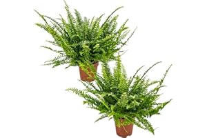 Bloomique - 2er Set - Nephrolepis Exaltata Vitale - Schwertfarn - Zimmerpflanzen - Luftreinigend - Höhe 20-30 cm - Topf 12 cm