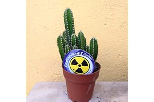 FLORES FRESCAS ONLINE Cereus Peruvianus Cactus Antiradiaciones PORTES GRATIS