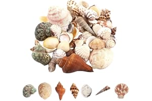 JAONLD Conchas, 200g Conchas de Mar Conchas Marinas Naturales Conchas Pequeñas Decorativas para Hacer Velas, Decoración de Bodas, Manualidades, Peceras y Rellenos(2-8cm)