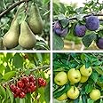 Suttons Potted Mini Fruit Tree Collection Ideal for Patios and Smaller Gardens Easy to Grow Apples, Pears, Cherry and Plum Dwarf Trees Heavy Cropping 9cm Pot