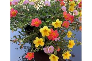 VIPARPLANT Verdolaga- Flor de Seda- Pack de 6 Plantas(Portulaca oleracea) - Planta Natural - Flores de Jardin - Flores de colores - VIPAR GARDEN 20