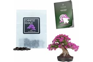 YUGEN BONSAI 30 Chinese Redbud Bonsai Seeds | Cercis Chinensis | Growing Guide | Grow Your Own Bonsai Tree | Bonsai Beginners and Enthusiasts