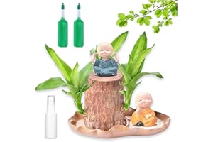 Liocwocne Brazilian Wood Plant - Brazilian Tree, Brazilian Lucky Wood Plant Purifying Air, Home Decoration with Figurine for Coffee Shop Living Room Outdoor Waiting Areas Hotel Bedroom Patio (1PCS)