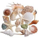 Large Sea Shells 20 Pieces Mixed Beach Shells Decorations with Starfish for | Mixed Natural Shells 4-10 cm Different Shapes a
