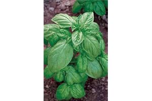 Germisem Genovese Semillas de Albahaca 4 g