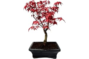 BONSAI LT Bonsai DE - Bonsai Tree Japanese Maple - Acer Maple Deshojo Bonsai Trees / Japanese Maples / with Red Leaves / Tree is 30-45 cm High