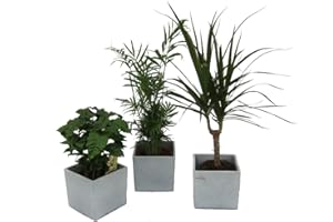 Dominik Blumen und Pflanzen, Pflanzen Africa Trio, Kaffee-Pflanze, Zimmerpalme und Dracena Marginata mit scheurich Würfel grau 3-er Set, mehrfarbig
