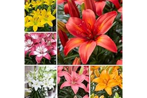 Lily Summer Fun Collection - Rapid-Blooming Asiatic Lilies for Stunning Garden Color - Versatile, Compact, and Prolonged Flowering - Ideal for Containers and Beds - 18x Bulbs by Thompson & Morgan