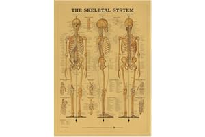bopely Art Vintage Poster Stampa Anatomia Umana Anatomia di Riferimento Grafico Muscolare Muscolare Scheletro Medical Body Muscle della Parete Decorazione