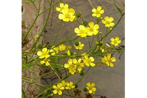 PondPlantsUK Ranunculus flammula (Lesser Spearwort)-None-9 cm