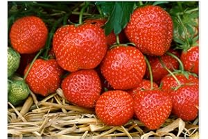 1 Litre Potted Strawberry Plants Cambridge Favourite Favourite Juicy & Excellent Flavour: Grow Your own Strawberries Perennial : - by GARTHWAITE NURSERIES® : - UK Stockist