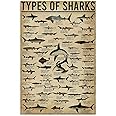 BCTS Types Of Sharks Portrait Poster Poster Hot Trend Vintage Wall Art Decor Metal Sign Poster 8x12 inches