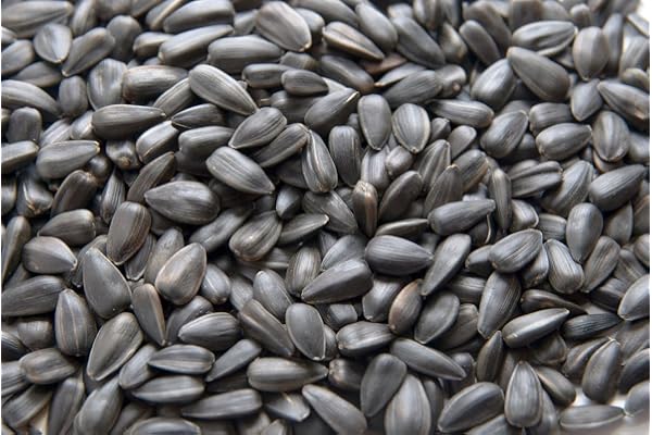 20 kg de graines de tournesol noires nourriture pour oiseaux